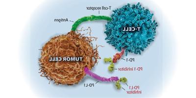 Up 关闭: How immune checkpoint inhibitors revolutionize cancer treatment